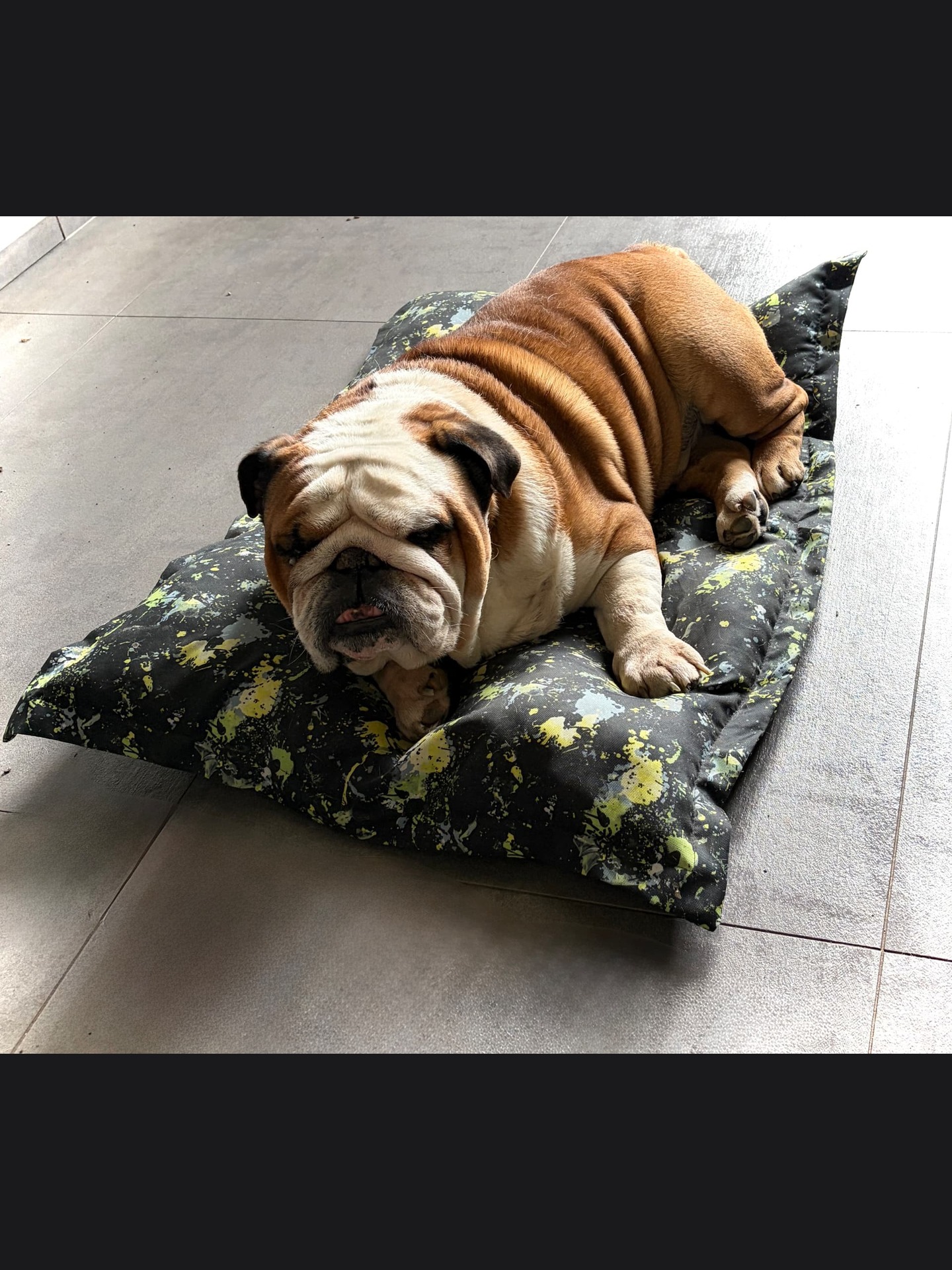 Il cane originale da cui nasce il progetto
